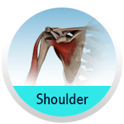 Shoulder - Shoulder & Elbow Clinic